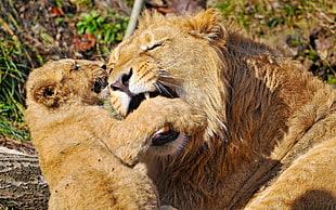 lion and cub ay daytime
