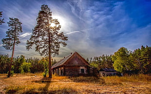 brown wooden log house, landscape, nature, forest, cabin