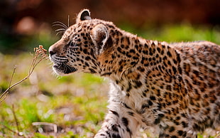 close shot of leopard