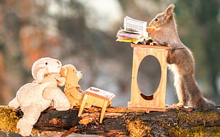 selective focus photograph of squirrel and two plush toys HD wallpaper