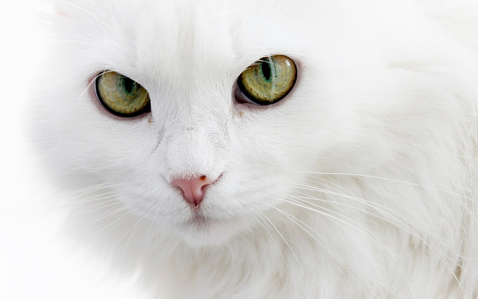 white cat in close up photography HD wallpaper