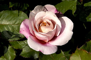 Rose,  Flower,  Bud,  Petals HD wallpaper