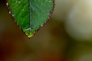 selective photography of water dew on top of green leaf