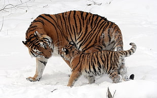 orange tiger with cub, animals, baby animals, tiger, snow HD wallpaper