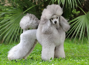 long-coated white poddle dog