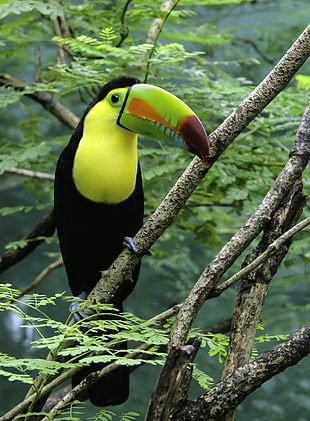 Toucan Bird perched on the tree