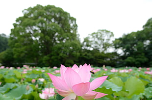 pink lotus flower field HD wallpaper