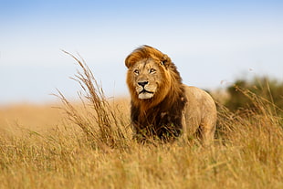 shallow focus photography of lion on grassfield under clear sky during daytime HD wallpaper
