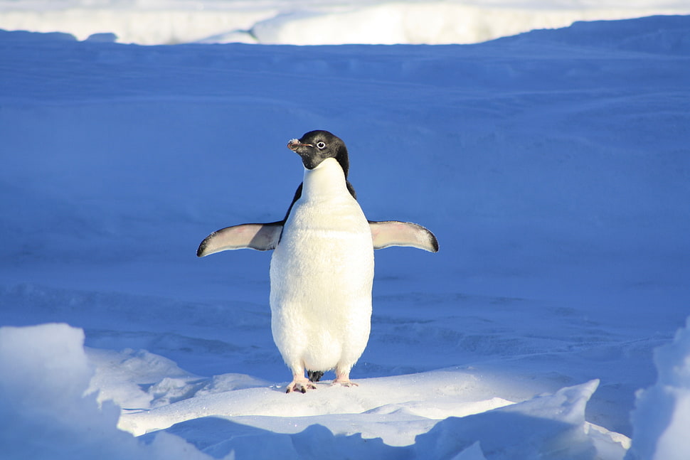white and black penguin in the snow HD wallpaper