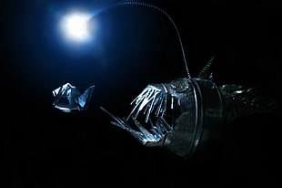 silver steel fish illustration, Anglerfish, deep sea, creature, fish HD wallpaper