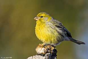 yellow and gray bird perching on gray rock, serinus