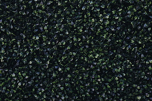 green leaf plant, Foliage, Green, Dark HD wallpaper
