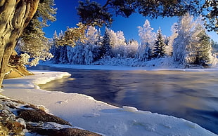 pine trees beside the river HD wallpaper