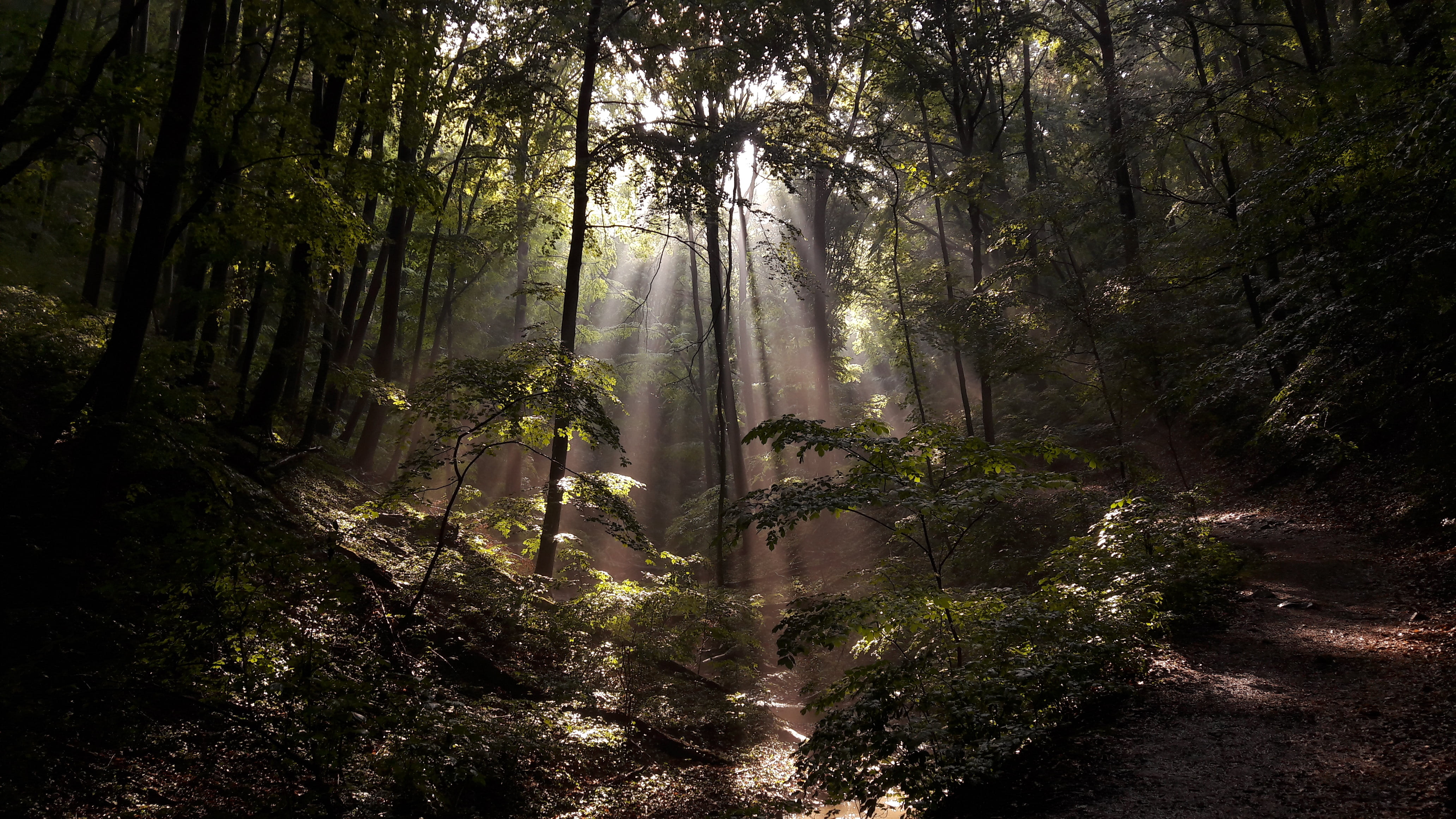 green trees, nature, forest, sun rays