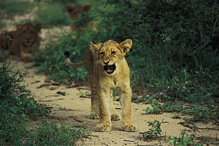 lioness standing on ground