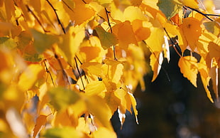 yellow leaves in close up photography