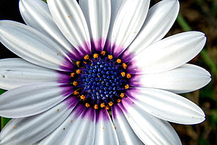 white and purple osteospermum flower, flowers, nature, white flowers, colorful