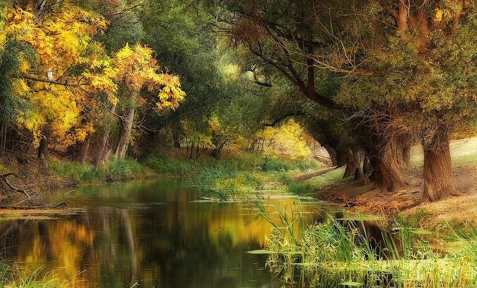green leafed trees, Hungary, fall, river, trees HD wallpaper