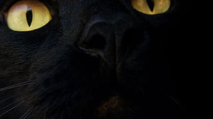 black cat, black cats, cat, eyes, animals HD wallpaper