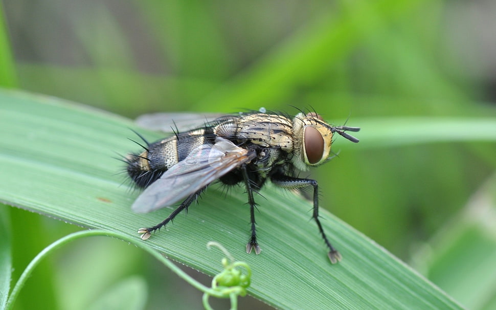brown and black fly on leaf macro photography HD wallpaper