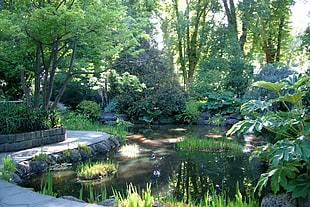 body of water surrounded by green plants