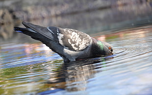 pigeon in body of water