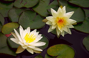 white lotus flower in bloom HD wallpaper