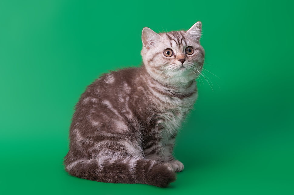 grey and white Tabby cat HD wallpaper