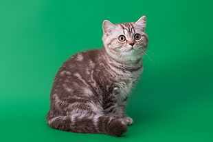 grey and white Tabby cat