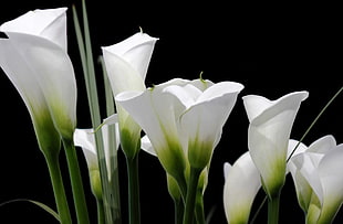 white callalily flowers in close-up photo