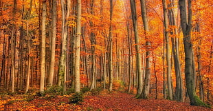 orange leafed trees, fall, forest, leaves, shrubs