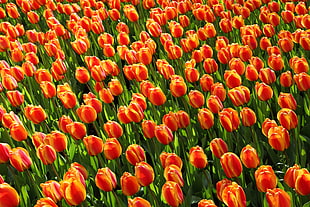 red-and-yellow Tulip flower field during daytime
