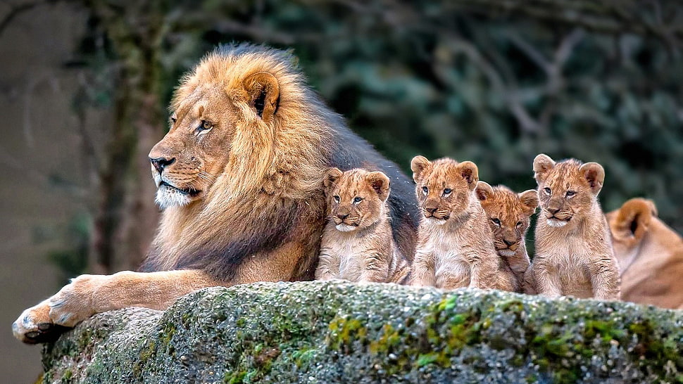 pride of lion HD wallpaper