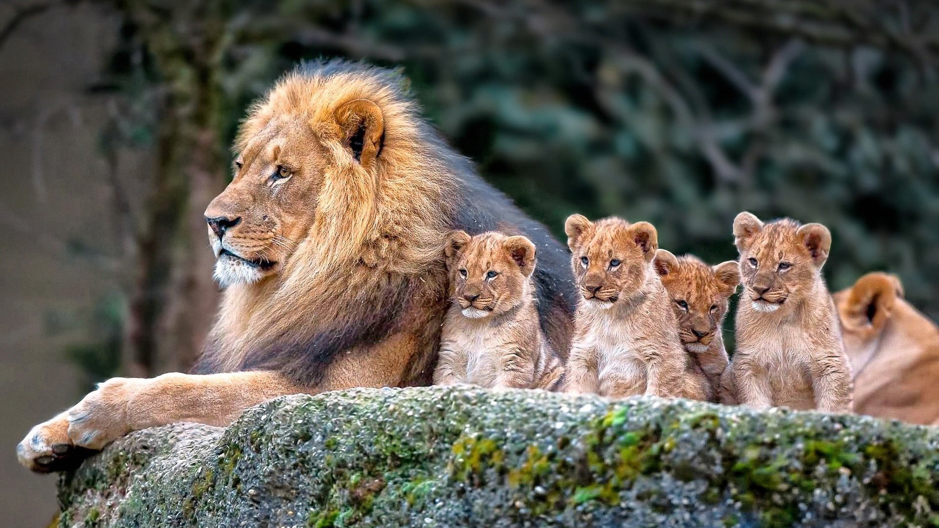 pride of lion