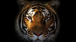 tiger portrait photo, animals, tiger HD wallpaper