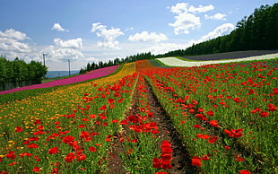 red and green floral area rug, Japan, landscape, flowers, field