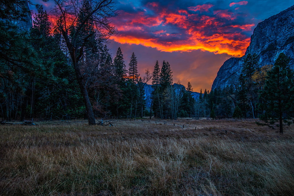 trees near mountain HD wallpaper