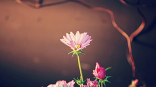 selective focus photo of pink petaled flower HD wallpaper
