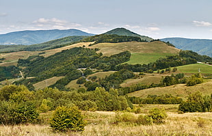 mountain filled with grass and trees