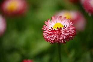 Shallow Focus Photography of Pink Flowers HD wallpaper