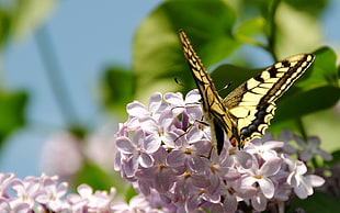 shallow focus photography of a Tiger Swallowtail butterfly HD wallpaper