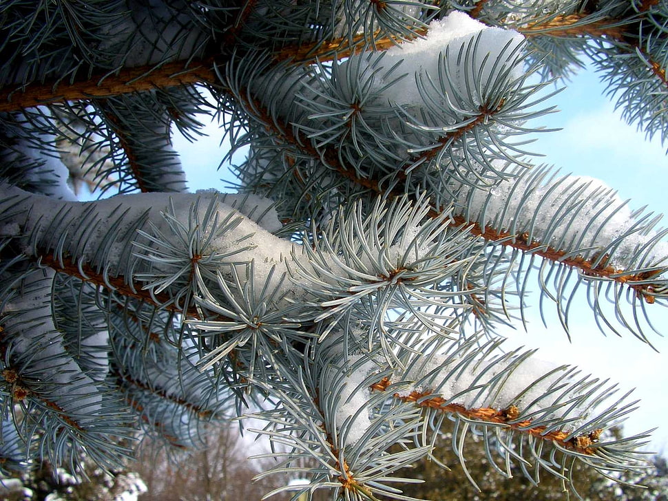 snow covered pine tree during daytime HD wallpaper