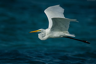 flying white bird above body of water during daytime