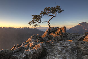brown and green tree on rock during daytime, poland HD wallpaper