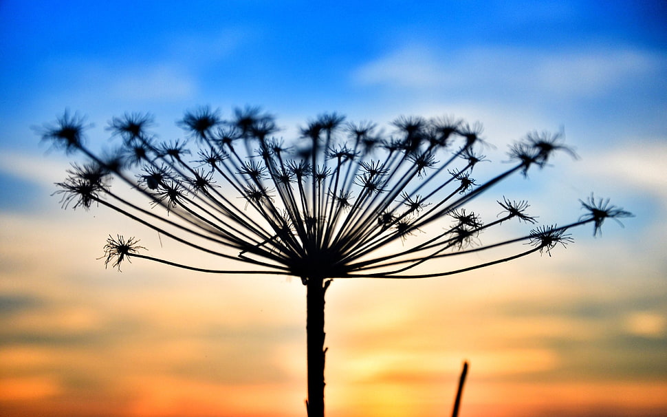 withered dandelion, landscape HD wallpaper