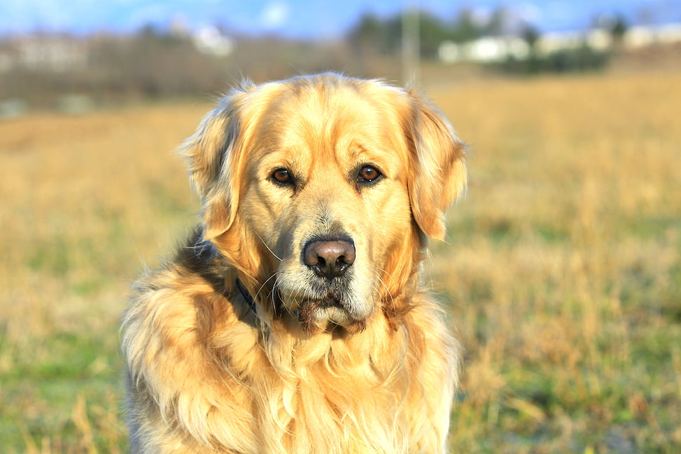 closeup photo of adult light Golden Retriever sitting on grass field during daytime HD wallpaper