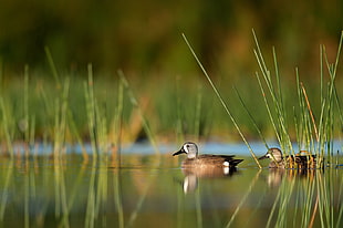 selective focus photo of two mallard duck on body of water with grasses