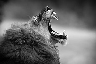 grayscale photography of adult lion, lion