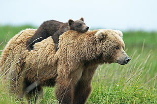 brown bear, animals, bears, baby animals, cubs HD wallpaper
