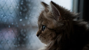 long-coated brown kitten, cat, kittens, animals, nature HD wallpaper